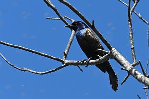 020 Grackle, Common, 2023-05068871 Parker River NWR, MA